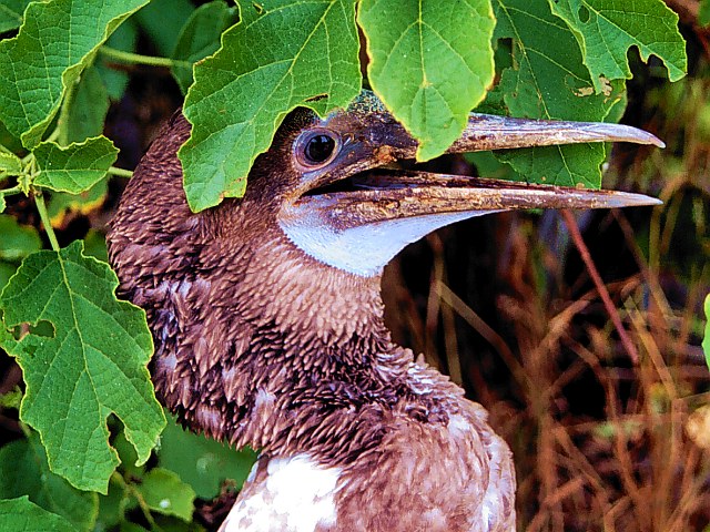 Blue Footed Booby, Galapagos Islands